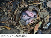 Newborn little mice in the nest of the field. Стоковое фото, фотограф Володина Ольга / Фотобанк Лори