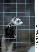 Ferret in a cage. Стоковое фото, фотограф Анна Кривицкая / Фотобанк Лори