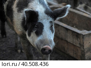 Gray with a black pig, a mixture of wild boar, in a pen in the village. Стоковое фото, фотограф Анна Кривицкая / Фотобанк Лори