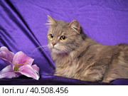 Beautiful fluffy gray cat and flower. Стоковое фото, фотограф Анна Кривицкая / Фотобанк Лори