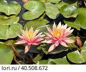 Blooming pink nymphea closeup (Lat. - nymphaea caerulea) Стоковое фото, фотограф Irina Opachevsky / Фотобанк Лори