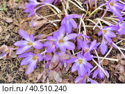 Colchicum Water Lily (Colchicum speciosum. Стоковое фото, фотограф Анна Кривицкая / Фотобанк Лори