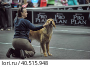 Russia, Saint-Petersburg, 15,05,2014, International Dog Show of all breeds (CACIB-FCI, Chemp.RKF) WHITE NIGHTS. Редакционное фото, фотограф Анна Кривицкая / Фотобанк Лори