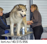 Russia, Saint-Petersburg, 15,05,2014, International Dog Show of all breeds (CACIB-FCI, Chemp.RKF) WHITE NIGHTS. Редакционное фото, фотограф Анна Кривицкая / Фотобанк Лори