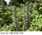 Flowering Bear's breeches (lat. - Acanthus mollis) Стоковое фото, фотограф Irina Opachevsky / Фотобанк Лори