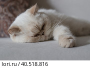 A cute beige domestic cat is sleeping sweetly on a sofa. Стоковое фото, фотограф Ирина Кононова / Фотобанк Лори