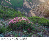Blooming bush on the background of the mountains. Onobrychis cornuta bush on a mountain slope. Стоковое фото, фотограф Саблин Станислав / Фотобанк Лори