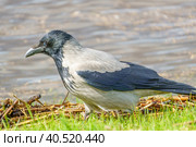 Серая ворона, Corvus corone cornix, стоит в траве у воды. Ворона в зелёной траве. Стоковое фото, фотограф Руслан Лесков / Фотобанк Лори