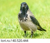 Серая ворона, Corvus corone cornix, стоит в траве у воды. Ворона в зелёной траве. Стоковое фото, фотограф Руслан Лесков / Фотобанк Лори