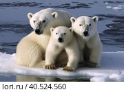Polar bear with cubs on ice floe. Generative AI. Стоковое AI-изображение, AI-художник Юрий Поздников / Фотобанк Лори