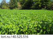 Field with green clover. Organized planting of clover. Clover Trifolium, a genus of plants in the legume family Fabaceae, Moth Faboideae. Agricultural crop honey plant, fodder plant, green manure. Стоковое фото, фотограф Юлия Петровская / Фотобанк Лори