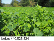 Field with green clover. Organized planting of clover. Clover Trifolium, a genus of plants in the legume family Fabaceae, Moth Faboideae. Agricultural crop honey plant, fodder plant, green manure. Стоковое фото, фотограф Юлия Петровская / Фотобанк Лори