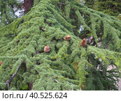 Himalayan cedar Cedrus deodara, or deodar - a coniferous tree, one of the species of the genus Cedar, a coniferous pine evergreen tree. Several ripe cones on the branches. Banja Koviljaca, Serbia. Стоковое фото, фотограф Юлия Петровская / Фотобанк Лори