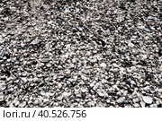 Shells from gastropods of bivalve molluscs living in the Azov and Black seas. Beige, brown, black, white seashells on the shore. The village of Golubitskaya. Стоковое фото, фотограф Юлия Петровская / Фотобанк Лори