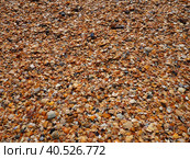 Shells from gastropods of bivalve molluscs living in the Azov and Black seas. Beige, brown, black, white seashells on the shore. The village of Golubitskaya. Broken small seashells. Стоковое фото, фотограф Юлия Петровская / Фотобанк Лори
