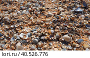 Shells from gastropods of bivalve molluscs living in the Azov and Black seas, Golubitskaya. Beige, black, white seashells on the shore. Cerastoderma lamarcki, Hypanis colorata, Anadara inaequivalvis. Стоковое фото, фотограф Юлия Петровская / Фотобанк Лори