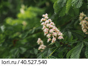 Chestnut branches and flowers. A flowering tree in spring. Close-up. Background of flowers and leaves. A blooming chestnut tree. Стоковое фото, фотограф Photojuli / Фотобанк Лори