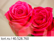 Two red roses closeup. Стоковое фото, фотограф Радомир Тарасов / Фотобанк Лори