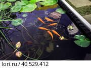 Red carps in a pond among water lilies and other aquatic plants. Стоковое фото, фотограф Iva Noel / Фотобанк Лори