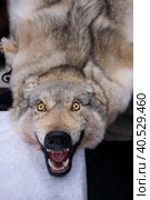 Dressed wolf skin with a grinning muzzle close-up (2019 год). Редакционное фото, фотограф Iva Noel / Фотобанк Лори