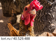 Golden Sebright rooster headshot close-up. Стоковое фото, фотограф Iva Noel / Фотобанк Лори