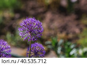 Gardening. Crop production. Close-up of purple flowers of decorative onions. Large flowers and bees on a green background. A copy of the place for the text. Стоковое фото, фотограф Photojuli / Фотобанк Лори