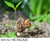 Крымская улитка сидит на грибе в весеннем лесу. Crimean snail sits on a mushroom in the spring forest. Стоковое фото, фотограф Владимир Шарый / Фотобанк Лори