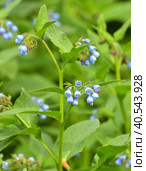 Symphytum is a medicinal perennial herbaceous plant. Стоковое фото, фотограф Володина Ольга / Фотобанк Лори