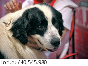 Pyrenean Mastiff. Стоковое фото, фотограф Анна Кривицкая / Фотобанк Лори