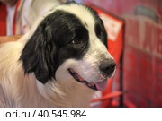 Pyrenean Mastiff. Стоковое фото, фотограф Анна Кривицкая / Фотобанк Лори