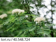 Blooming mountain ash on a spring day beautiful bokeh in the background. Стоковое фото, фотограф Photojuli / Фотобанк Лори