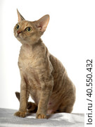 Devon Rex  Cat on white background. Стоковое фото, фотограф Анна Кривицкая / Фотобанк Лори