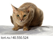 Devon Rex  Cat on white background. Стоковое фото, фотограф Анна Кривицкая / Фотобанк Лори