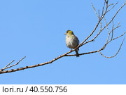 Carduelis spinus. Чиж, самка птицы весной на ветке дерева, Ямало-Ненецкий автономный округ. Стоковое фото, фотограф Григорий Писоцкий / Фотобанк Лори