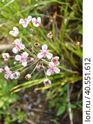 Pink flower on the pond, Susak umbrella Butomus umbellatus. Стоковое фото, фотограф Zima Nadezhda / Фотобанк Лори