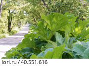 Thickets of poisonous cow parsnip Sosnowski at the edge of the road, cow parsnip Sosnowski on the side of the road. Стоковое фото, фотограф Zima Nadezhda / Фотобанк Лори