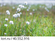 Eriophorum vaginatum close up photo with selective soft focus. Стоковое фото, фотограф EugeneSergeev / Фотобанк Лори