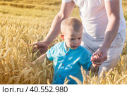 Dad and his little son are having fun walking in a field with ripe wheat. Grain for making bread. the concept of economic crisis and hunger. Стоковое фото, фотограф ALLA YURTAYEVA / Фотобанк Лори