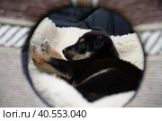 маленький щенок в будке. Стоковое фото, фотограф Юлия Можина / Фотобанк Лори