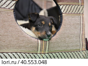 маленький щенок в будке. Стоковое фото, фотограф Юлия Можина / Фотобанк Лори