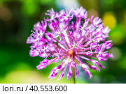 Allium stipitatum Purple Rain is a bulbous herbaceous perennial plant. Стоковое фото, фотограф Denis Shitikoff / Фотобанк Лори