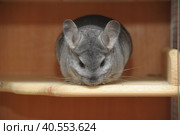 Gray chinchilla. Стоковое фото, фотограф Анна Кривицкая / Фотобанк Лори