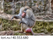 Baboons (2015 год). Стоковое фото, фотограф Анна Кривицкая / Фотобанк Лори