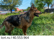 Old german shepherd among green grass. Стоковое фото, фотограф Анна Кривицкая / Фотобанк Лори