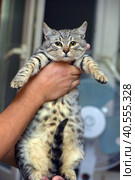Gray with stripes cat in hands. Стоковое фото, фотограф Анна Кривицкая / Фотобанк Лори