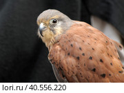Kestrel perched on falconers glove. Стоковое фото, фотограф Анна Кривицкая / Фотобанк Лори