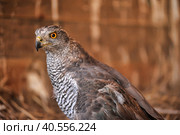 Close-up of a  falcon. Стоковое фото, фотограф Анна Кривицкая / Фотобанк Лори