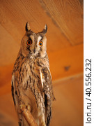 Screech Owl in Cage. Стоковое фото, фотограф Анна Кривицкая / Фотобанк Лори