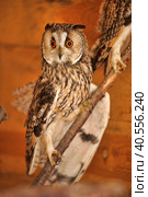 Screech Owl in Cage. Стоковое фото, фотограф Анна Кривицкая / Фотобанк Лори