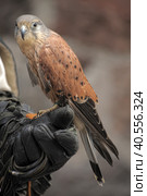Kestrel perched on falconers glove. Стоковое фото, фотограф Анна Кривицкая / Фотобанк Лори